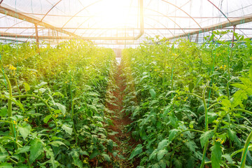 Blooming tomatoes fresh growths and yellow flowers tied up in a greenhouse. Cultivation on...