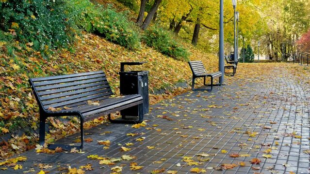 Autumn in the city. Empty benches in the park. Peaceful scene in a city park with empty bench on paved walkway. 4K. Nobody walking. Beautiful yellow, orange and red autumn trees on the background. 