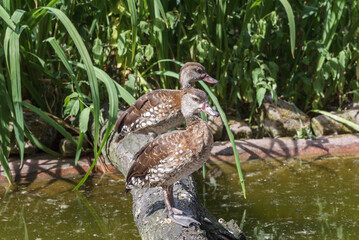 Spotted whistling duck, Dendrocygna guttata. Autumn landscape