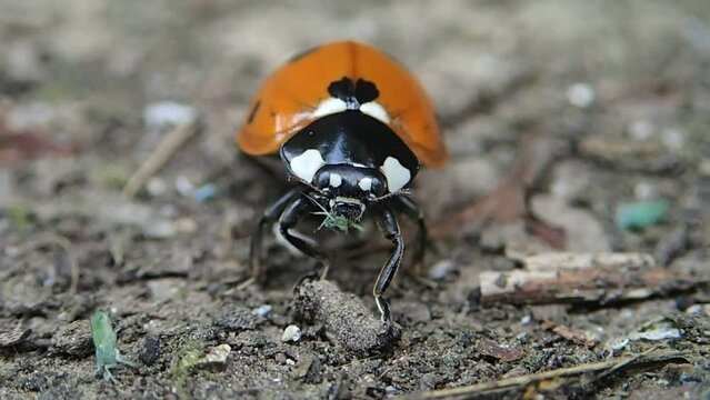 Lady bugs eating