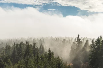 Papier Peint photo Lavable Forêt dans le brouillard Sudety