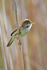 Teichrohrsänger // Common reed warbler (Acrocephalus scirpaceus)