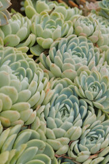 succulent Plant close-up