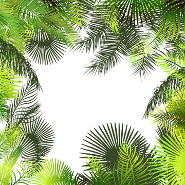 Frame with palm leaves. Vector illustration