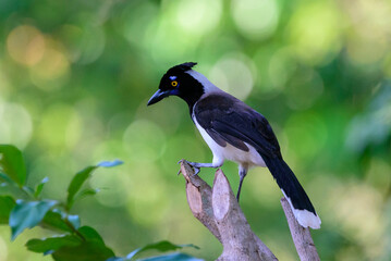 black capped kingfisher
