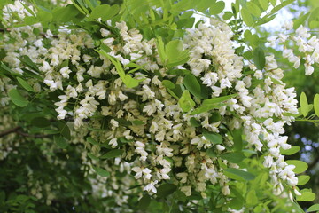 A large and dense bush with acacia flowers