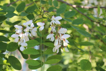 Acacia blossoms on a summer day