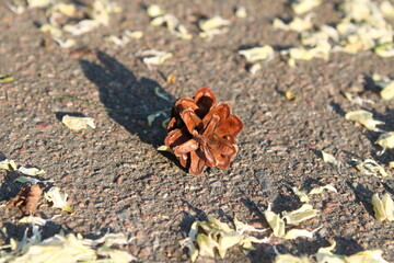 A pine cone in the middle of acacia petals