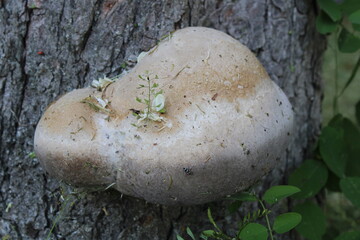 Tree fungus parasite on chestnut