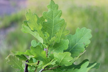 A branch with oak leaves 