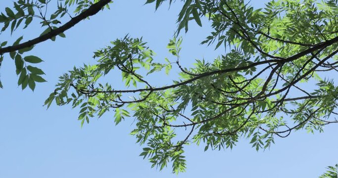 Lush geen tree top in the wind