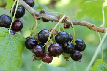 Blackcurrants are not ripe yet