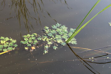 Swamp grass grows in water
