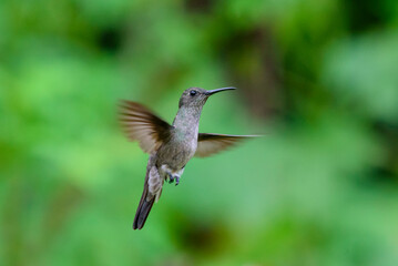 Naklejka na ściany i meble hummingbird in flight