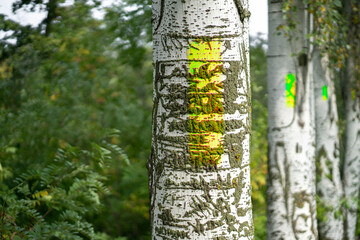 touristic path sign or mark on the tree, orientation and navigation symbol