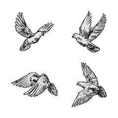 Doves hand drawn illustration. Vector line art with couple of pigeons, flying white bird, standing carrier pigeon and dove with branch