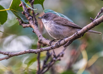 A Lesser White Throat perching on a tree