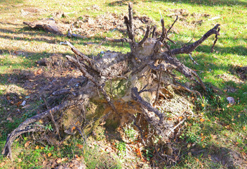 Close up view of beautiful dry dead snag	