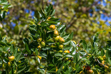 Ripening dogwood berries. Cornus officinalis, Dogwood. Cornus Mas. Cornelian cherry