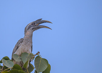A Grey Hornbill calling from top of the tree