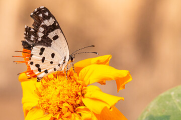 A Red pierrot butterfly resting on a marigold flower