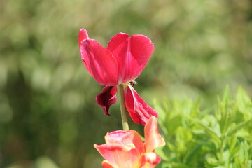 Amazing roses in the park in Ukraine
