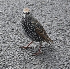 Common starling (Sturnus vulgaris) on the street in the city