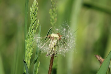 Sunlit half-flown dandelion on blurred green grass background close up.

