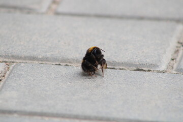 A bumblebee froze and fell on the sidewalk - Powered by Adobe