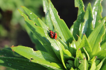 Two red bugs on a green plant in a drop of water. Plant after rain