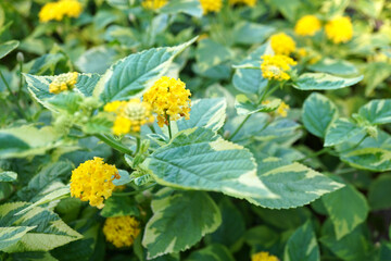 黄色い斑入りランタナの写真