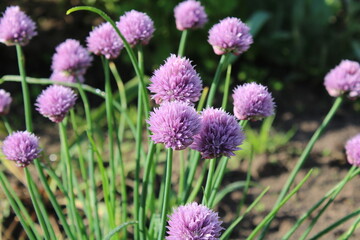 Purple flowers in the garden on a summer day