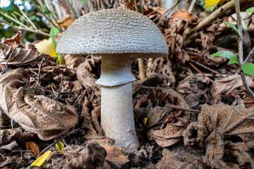 blusher (Amanita rubescens) in the woods