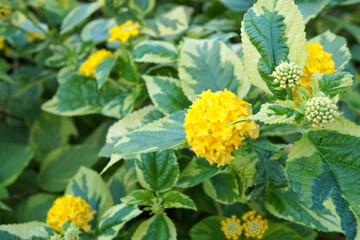 黄色い斑入りランタナの写真