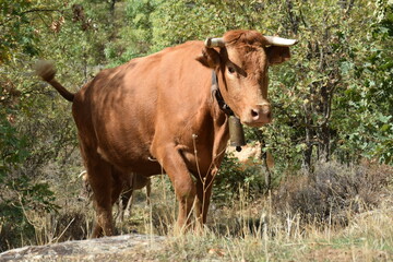 Raza bovina LIMUSINA