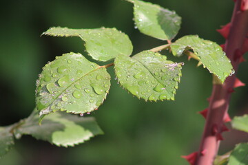 Drops of water on the leaves of the rose against the background of a blurred stem with thorns