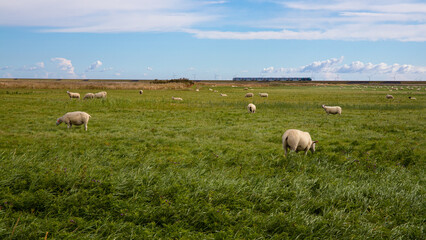 Schafe auf einer Weide in der Marsch bei Morsum