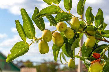 Ripening dogwood berries. Cornus officinalis, Dogwood. Cornus Mas. Cornelian cherry