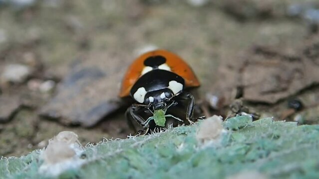 Lady bugs eating