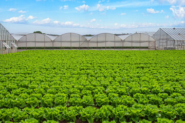 Rows of organically grown fresh lettuce for the food industry. Agro-industrial complex of platnatsia for growing vegetable crops, glass greenhouses in the background.