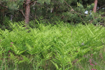 A dense bush of paoporti leaves 