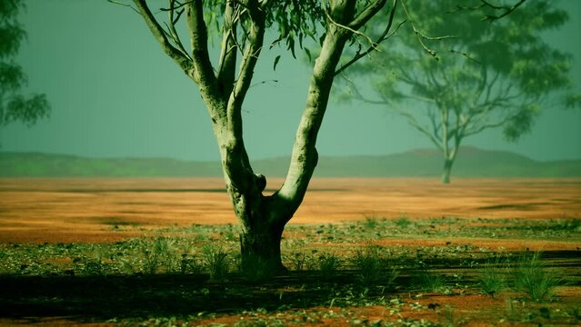 African savanna landscape with acacia trees