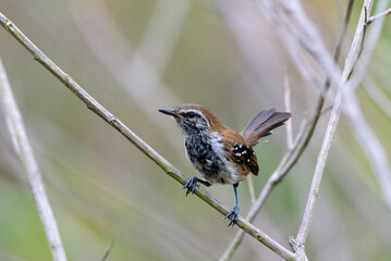 a bird