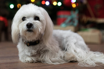 White Maltese dog against Christmas tree.