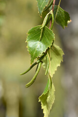 Common birch
