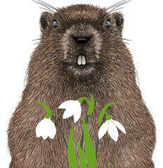 Illustration of a cute hand drawn groundhog in cartoon style with bouquet of snowdrops. Animal character isolated on a transparent background.