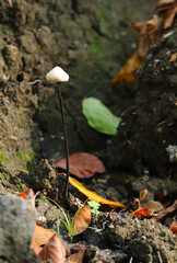 Single garlic parachute (Mycetinis alliaceus)