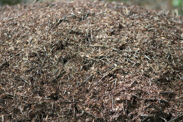 An ant hill with red ants in close-up