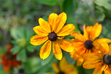 Gloriosa Daisy Rustic Dwarfs Mixed