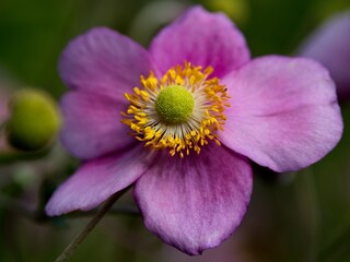 Anemone hupehensis Hadspen Abundance